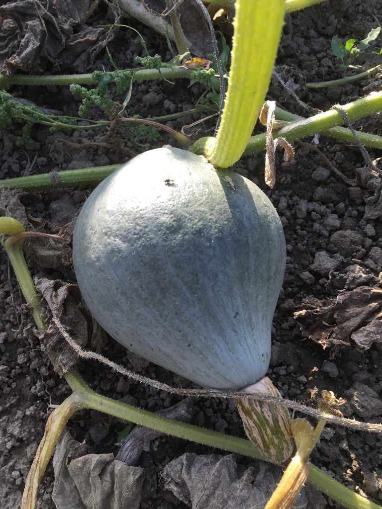 Et grønt græskar vokser på en vinstok i jorden