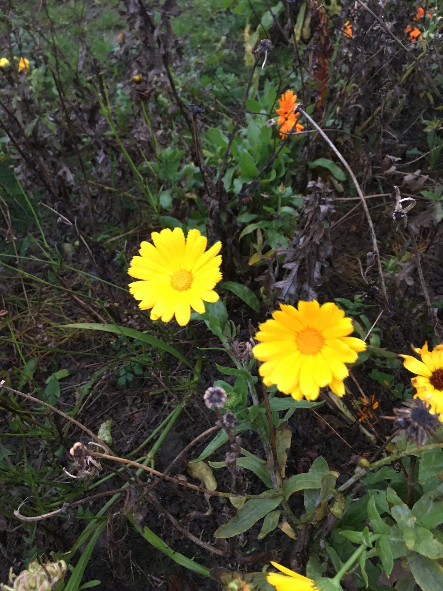 En flok gule blomster vokser i græsset.