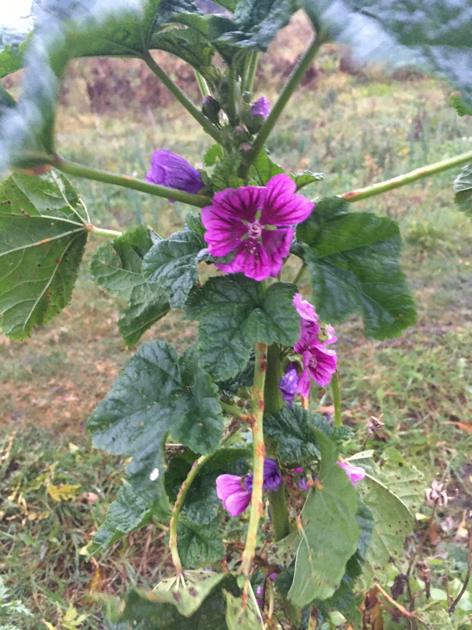 En plante med lilla blomster og grønne blade vokser i græsset.
