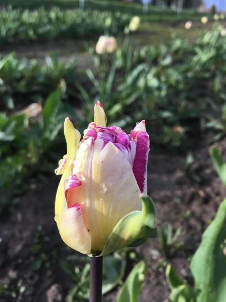 Et nærbillede af en blomsterknop i en have.
