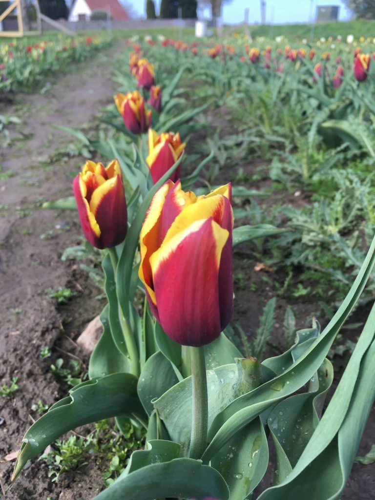 En række røde og gule tulipaner på en mark