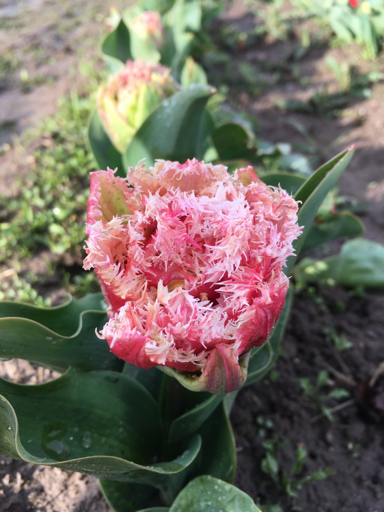 Et nærbillede af en lyserød blomst i en have.
