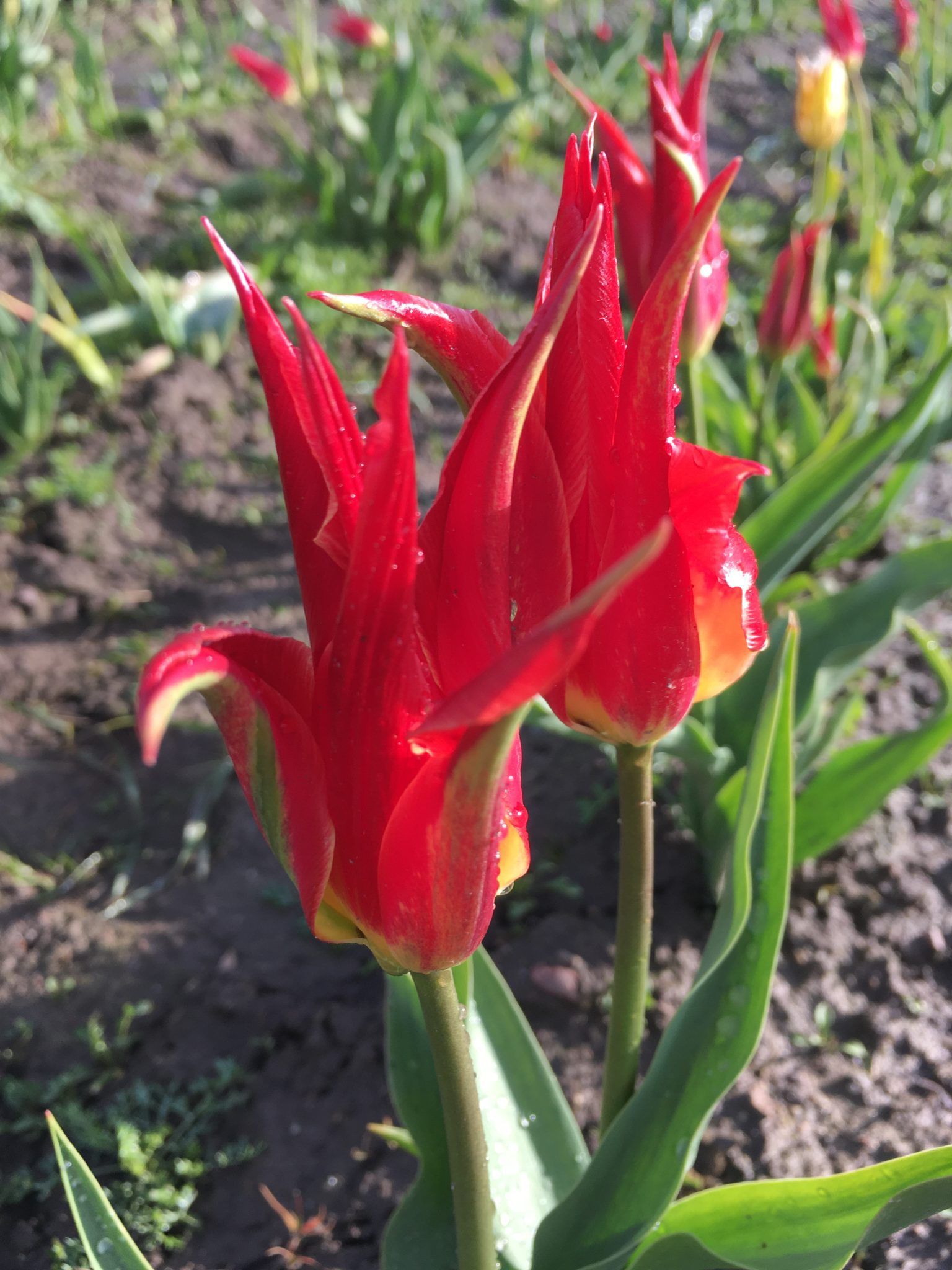 Et nærbillede af en rød blomst på en mark