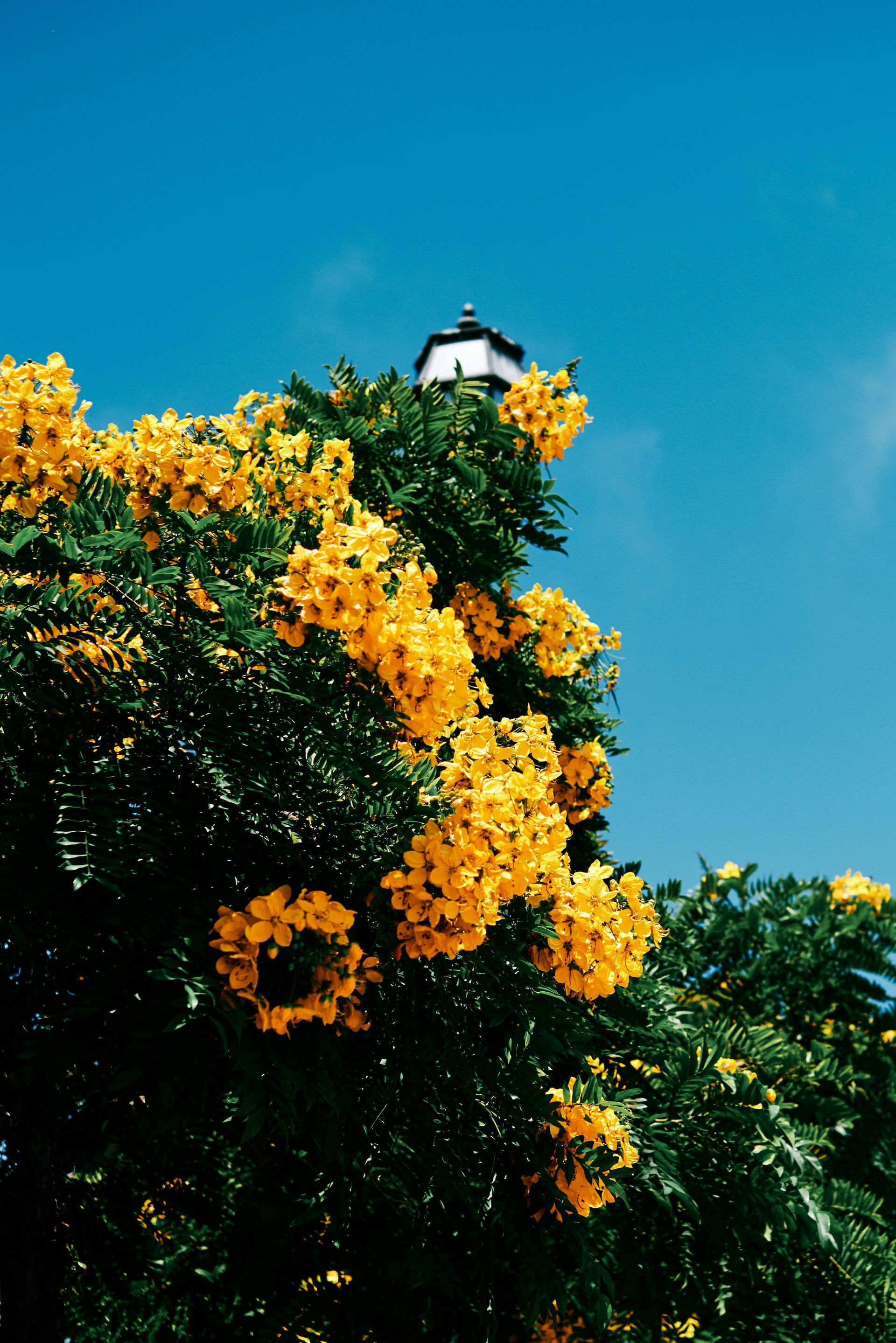 A tree with yellow flowers and a lighthouse in the background