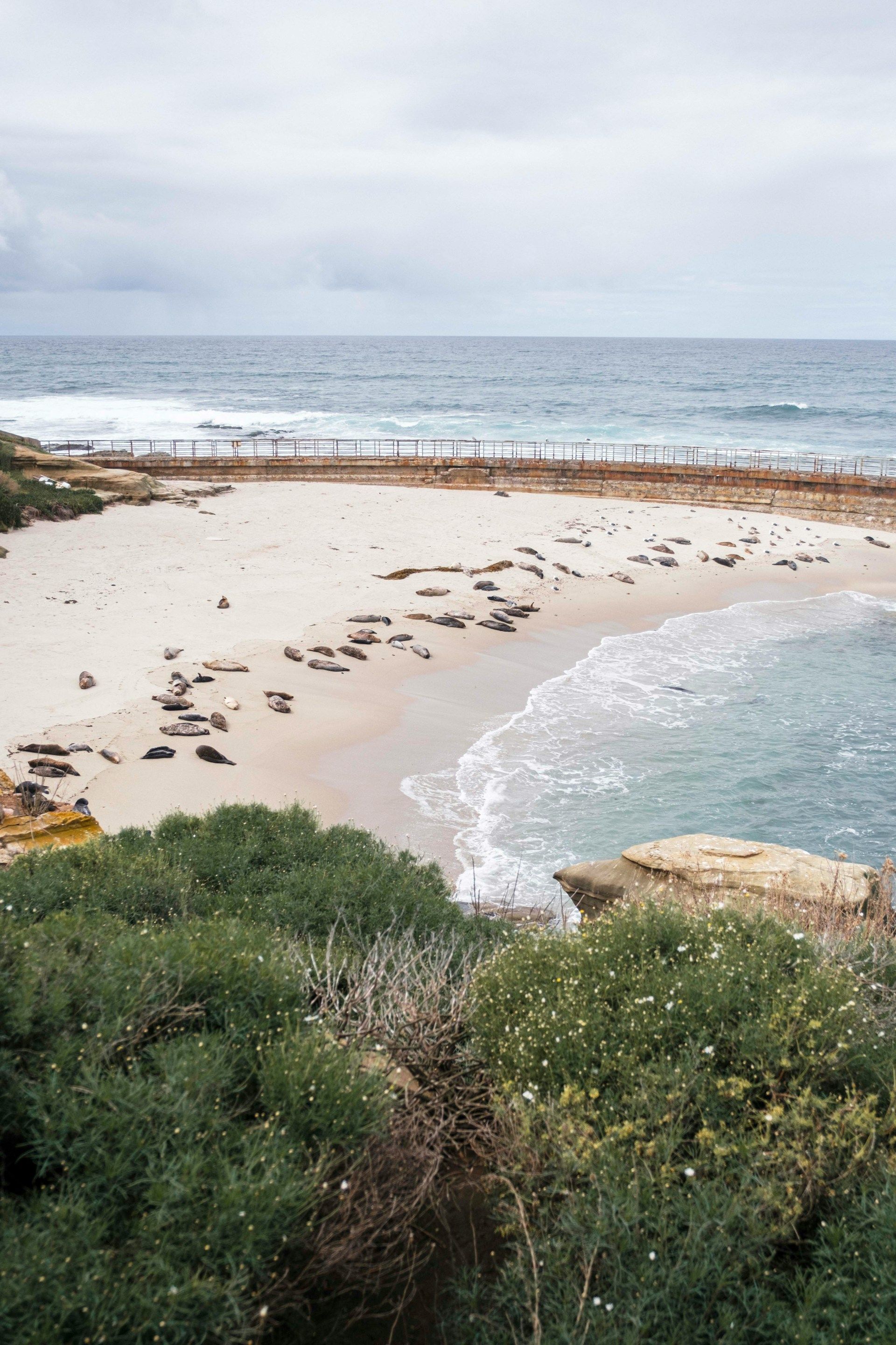 A beach with a lot of seals on it