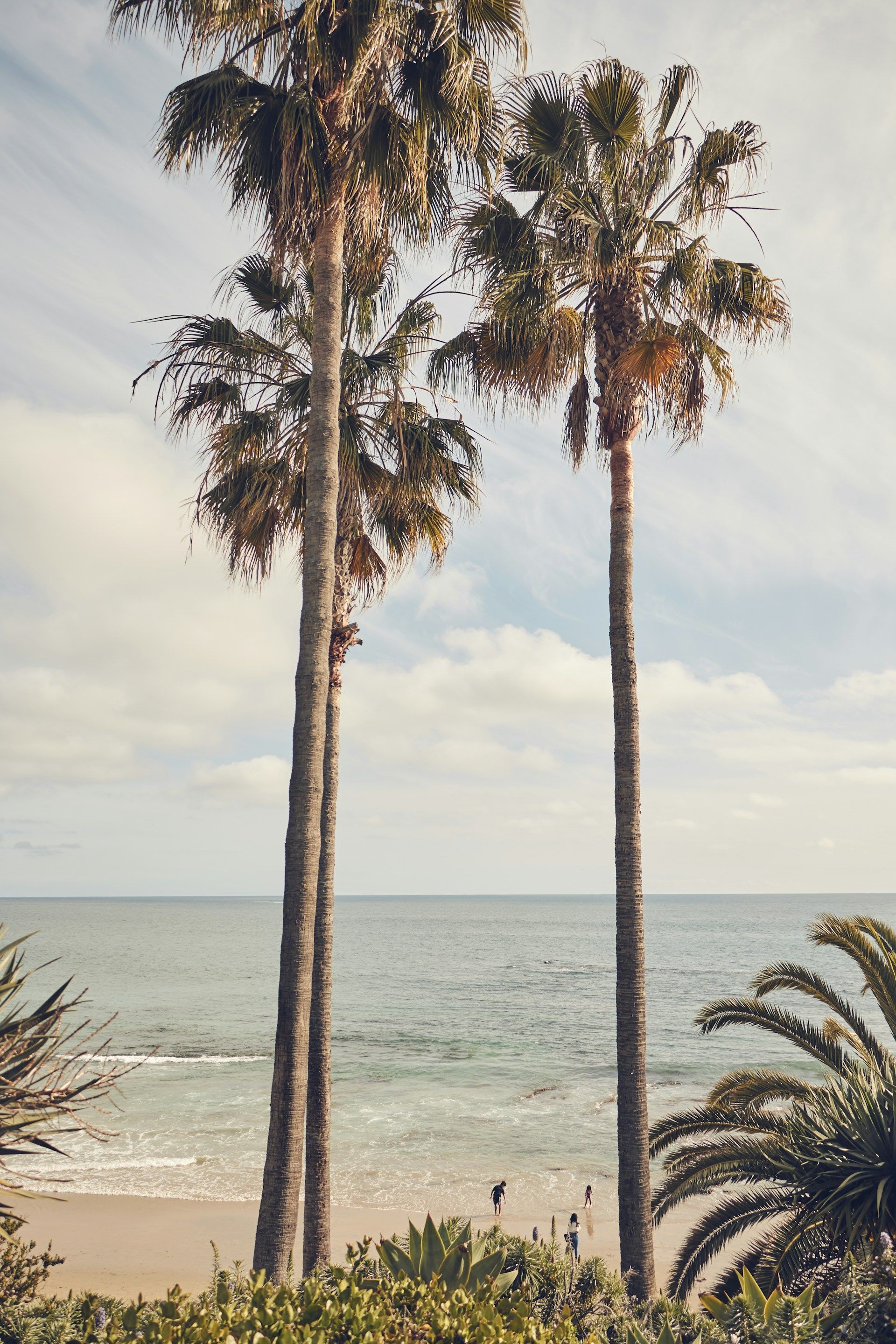A couple of palm trees on a beach next to the ocean.