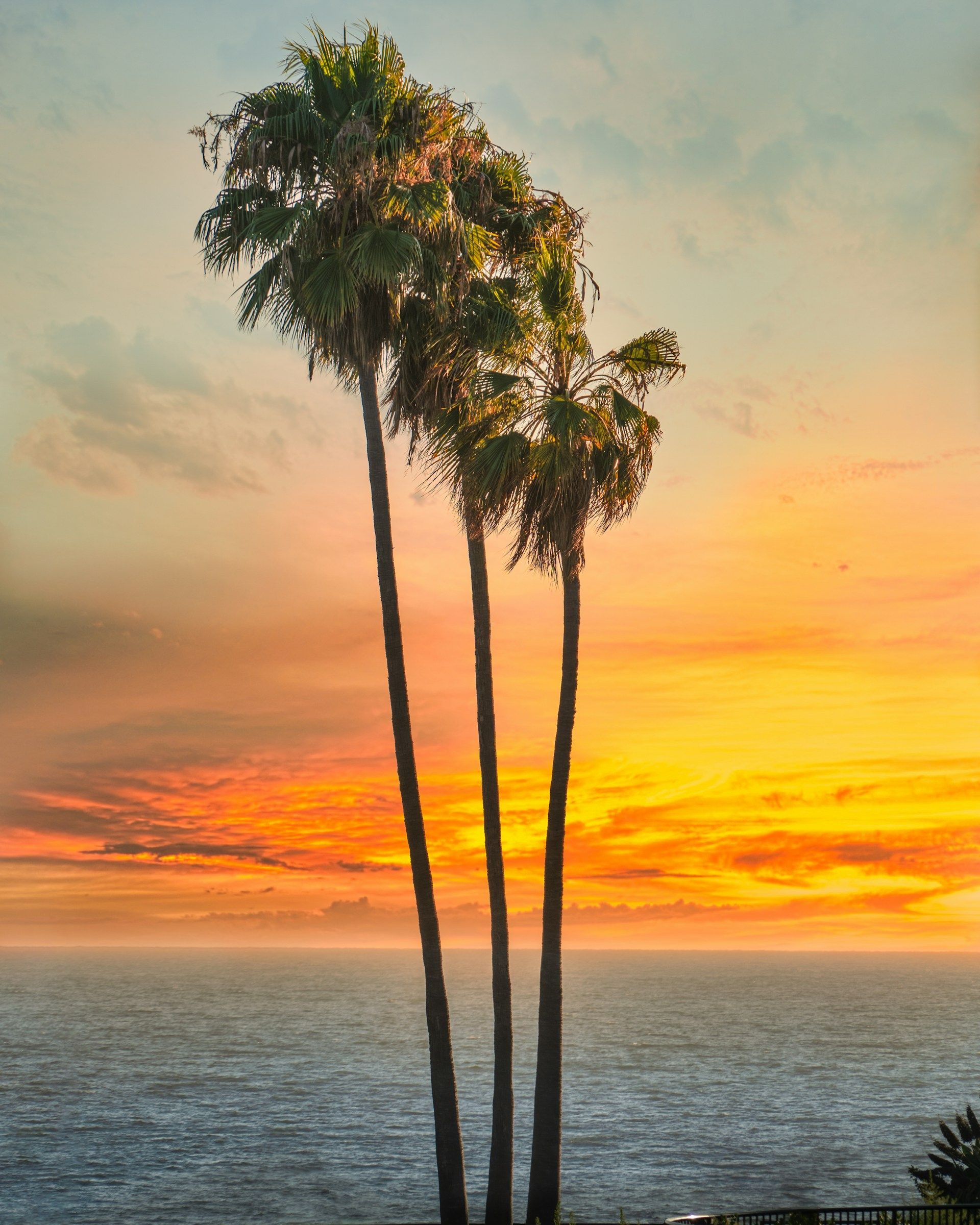 Three palm trees in front of a sunset over the ocean