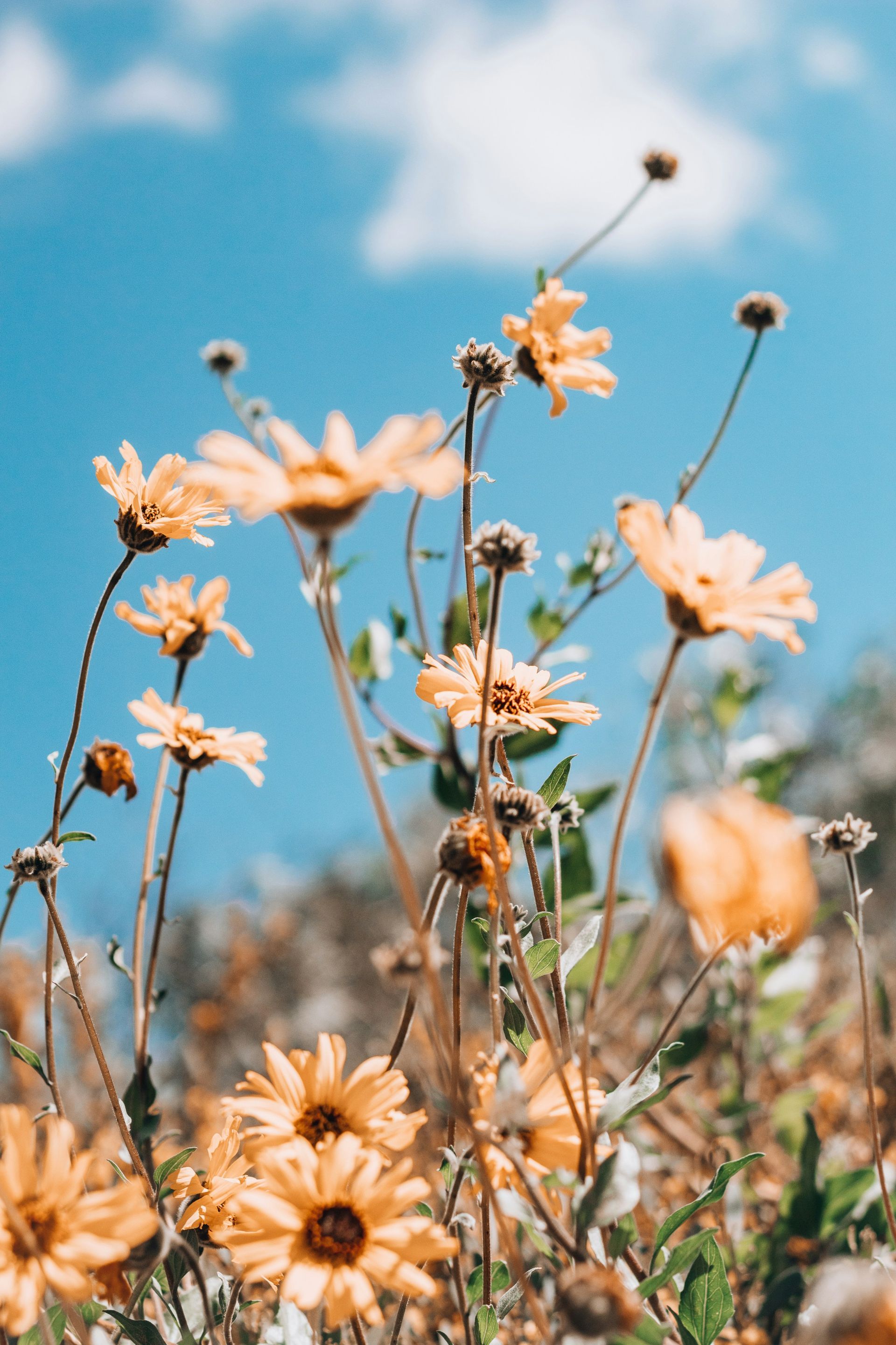 A bunch of flowers are growing in a field with a blue sky in the background.