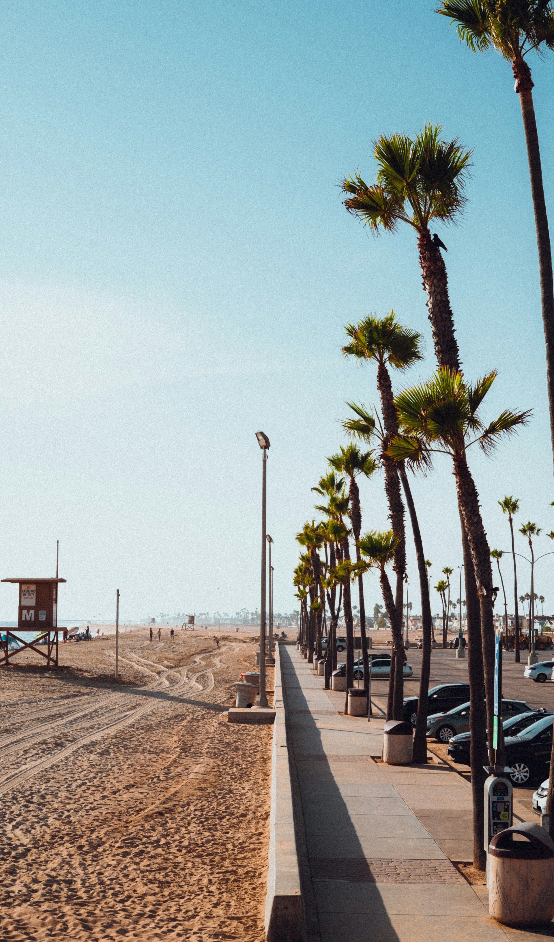 A row of palm trees on a sidewalk next to a beach