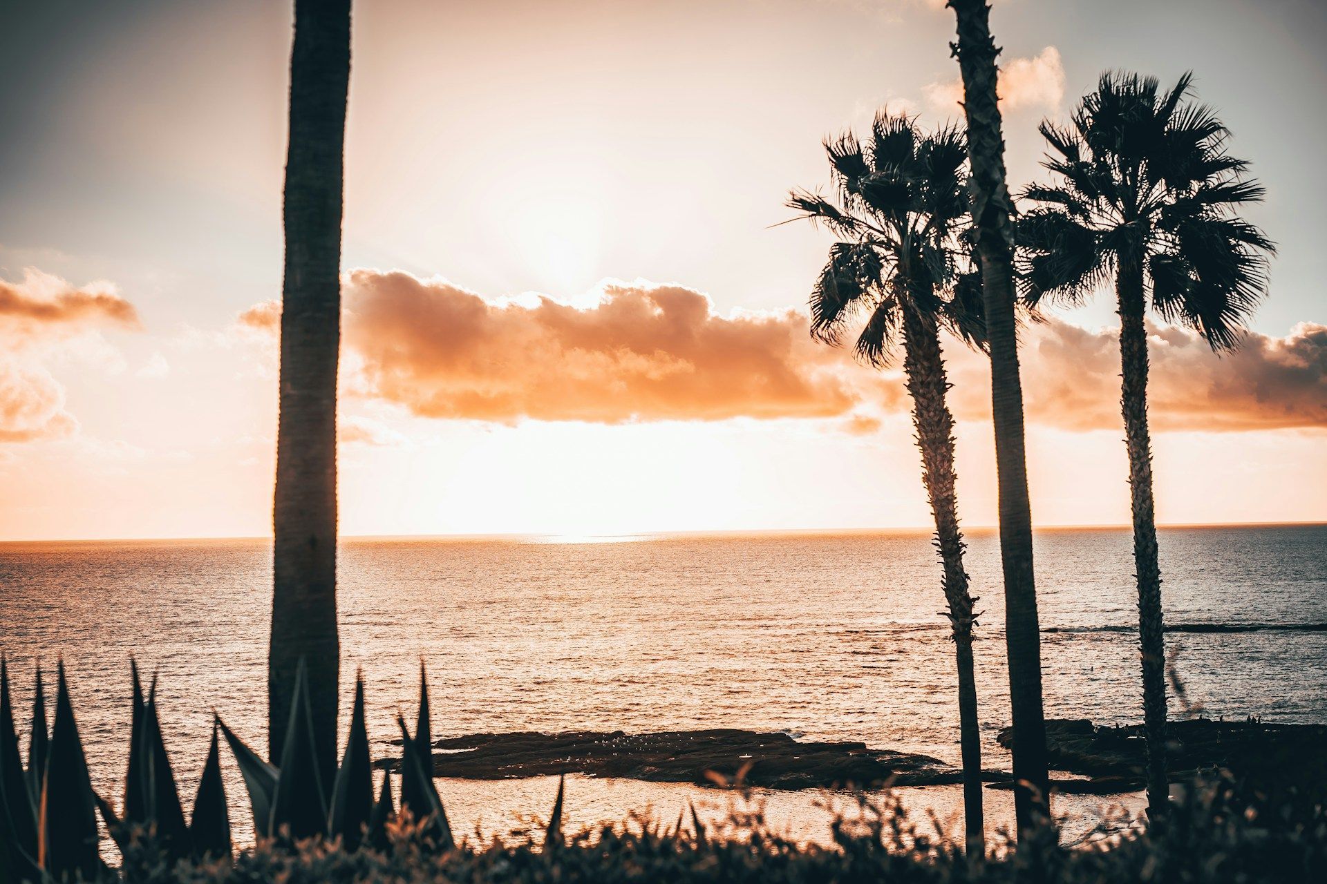 A sunset over the ocean with palm trees in the foreground.