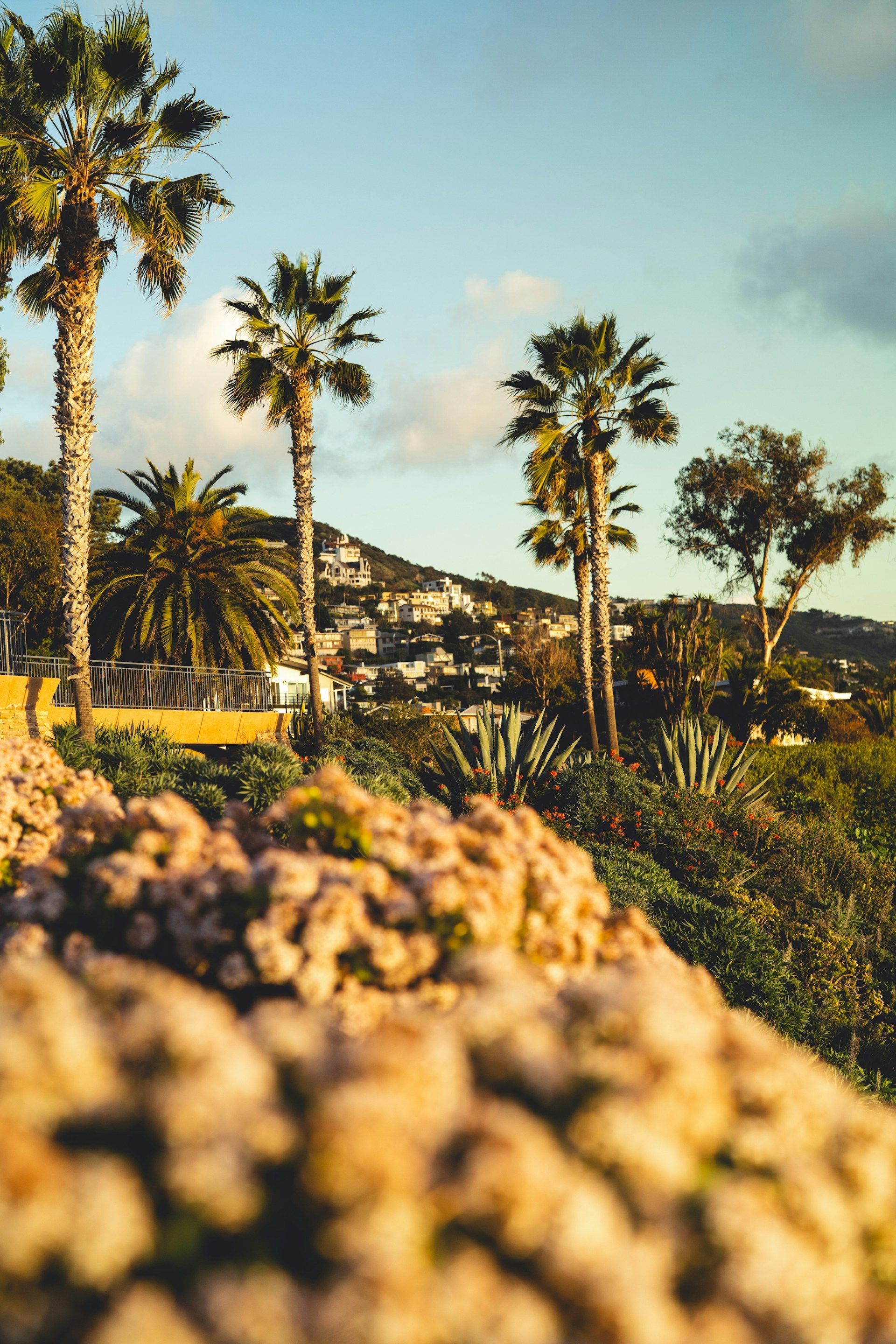 There are many palm trees in the background and a bunch of flowers in the foreground.