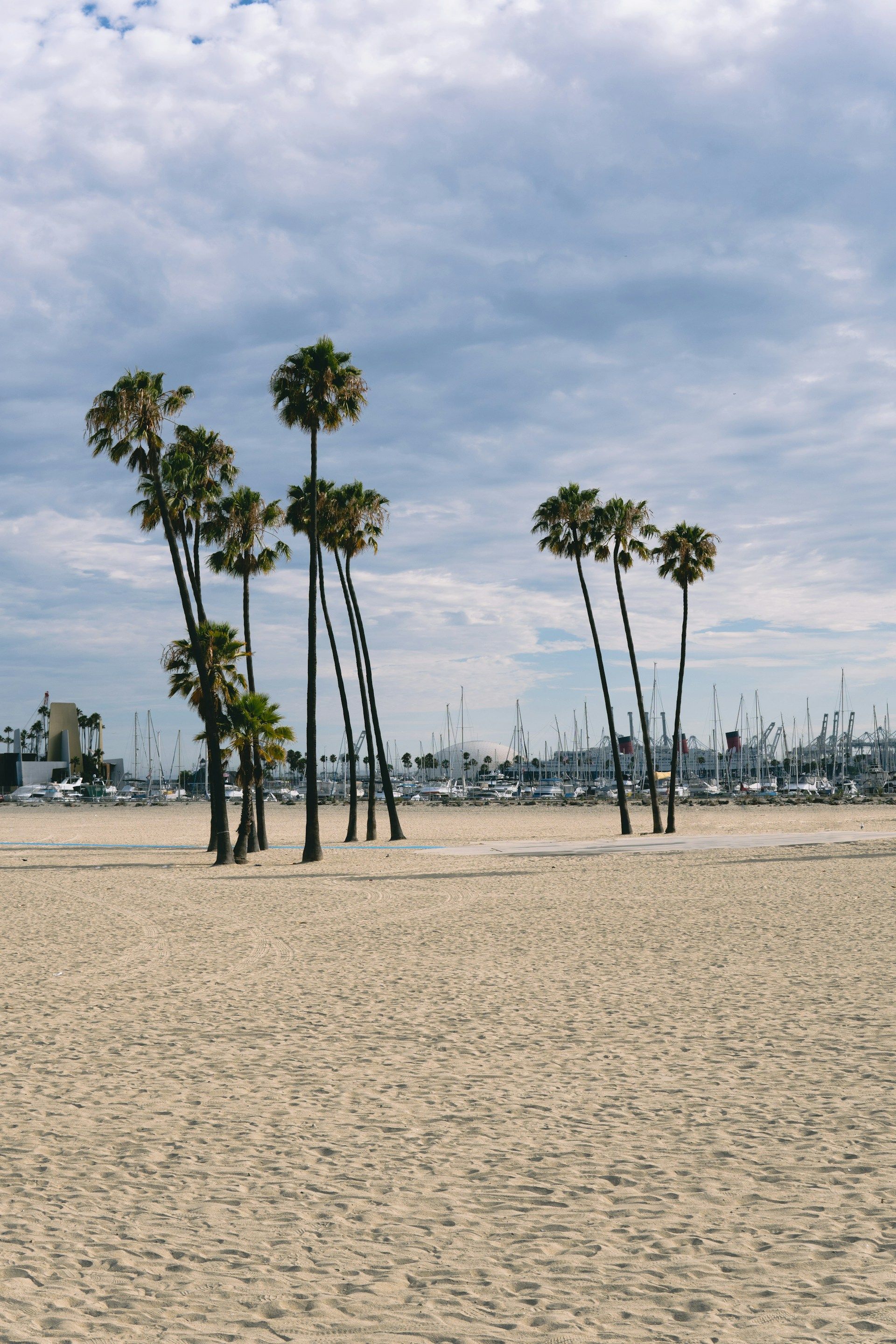A row of palm trees on a sandy beach.