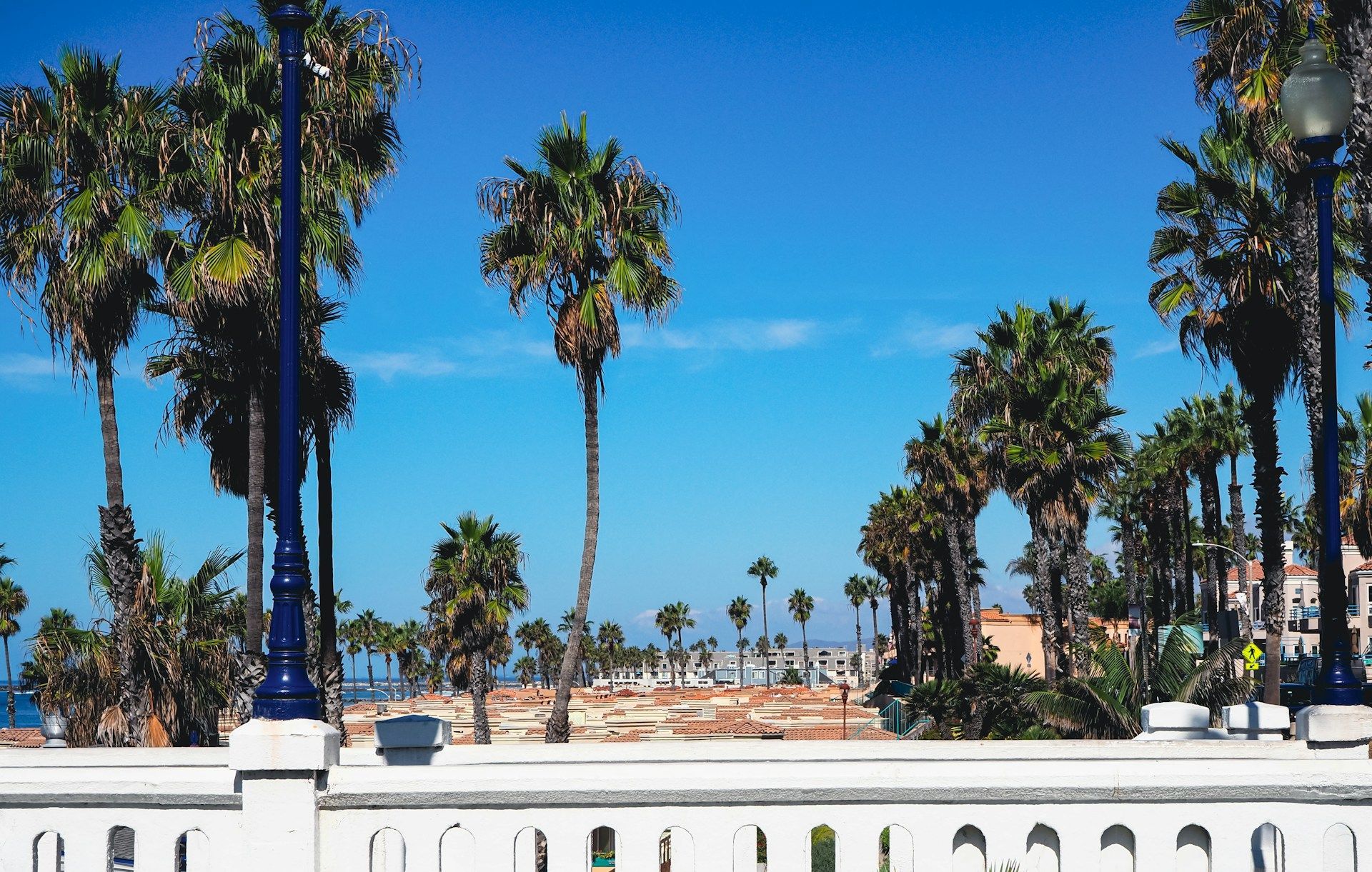 A row of palm trees on a sunny day with a blue sky in the background.