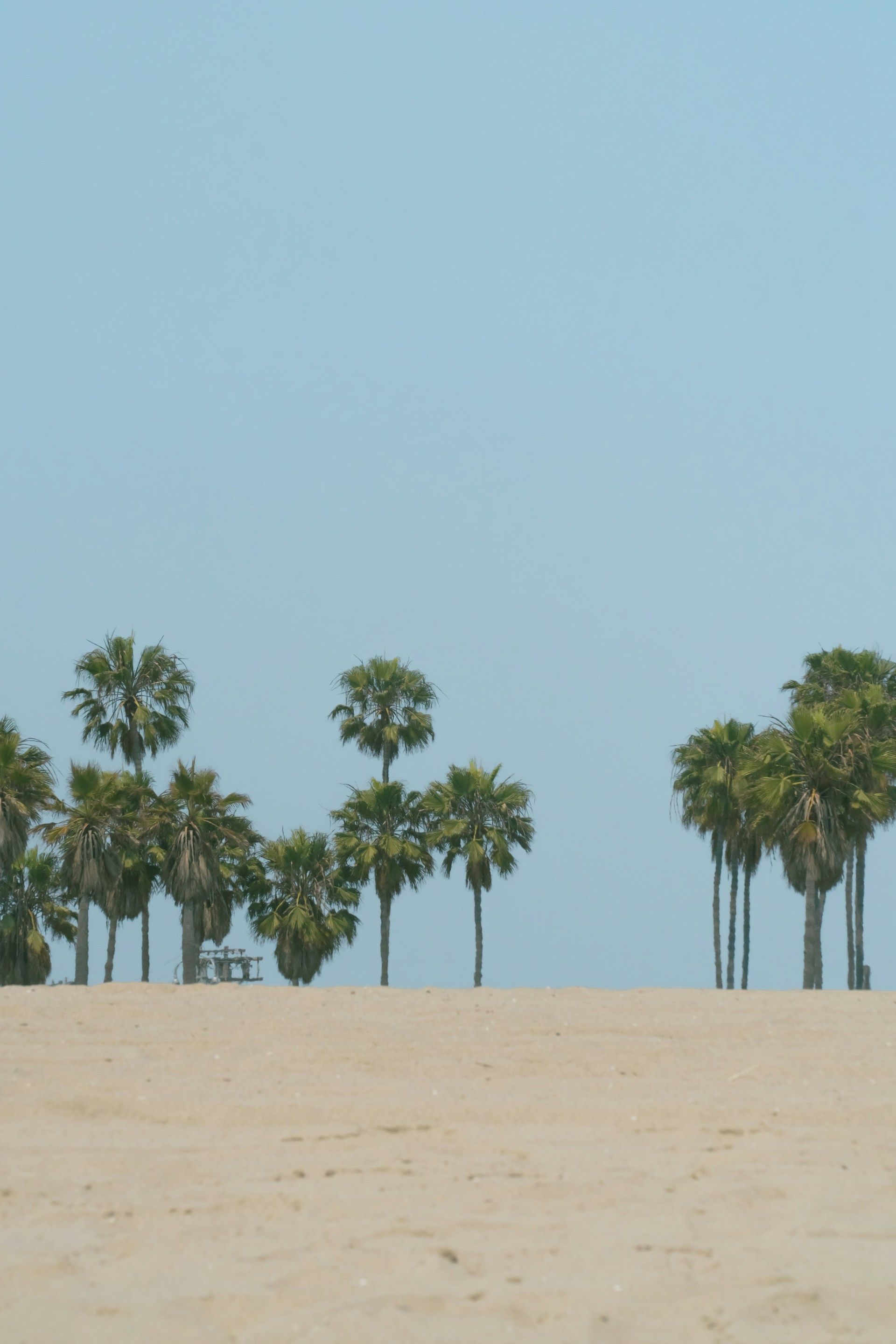 A row of palm trees on a sandy beach