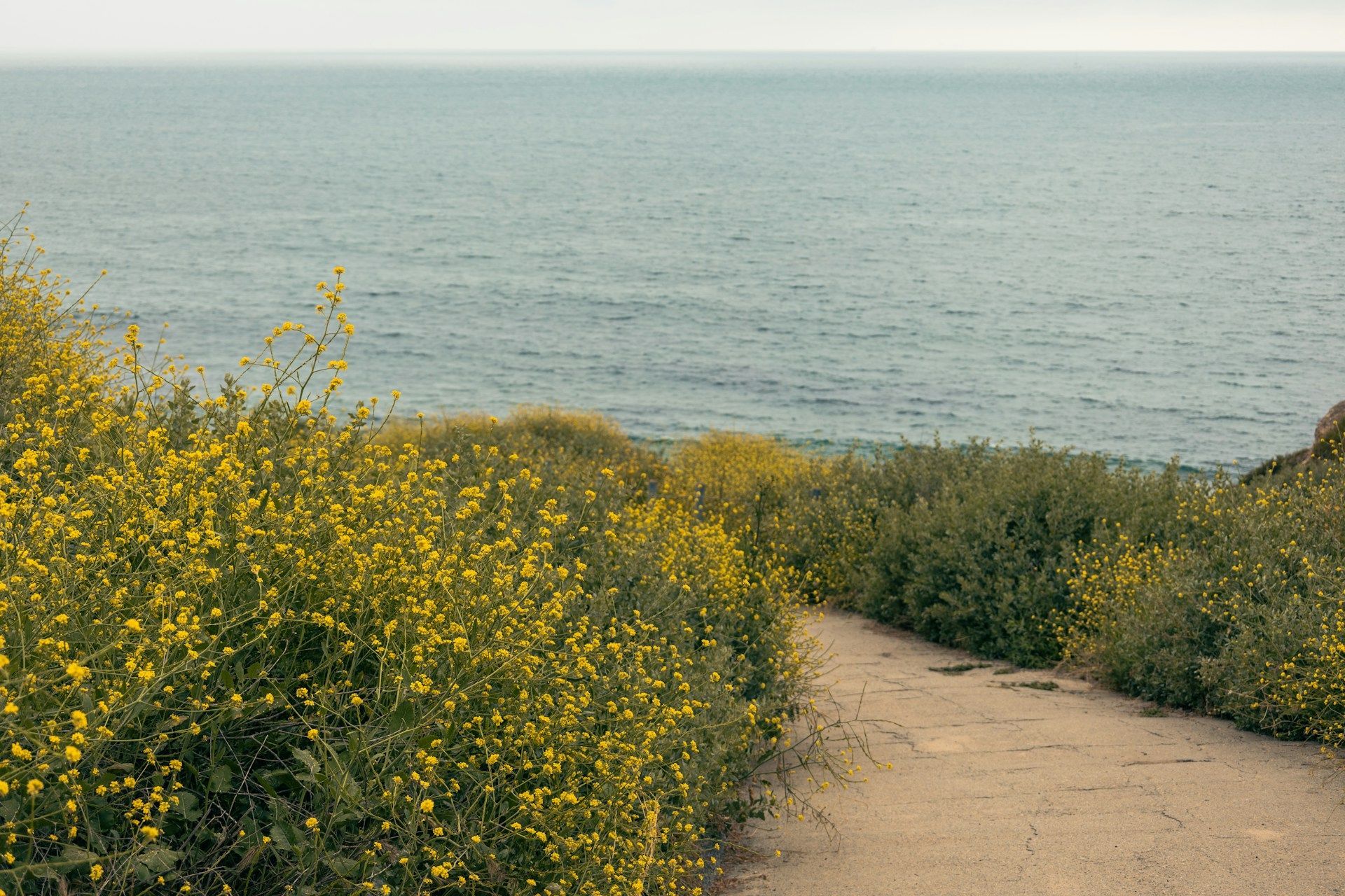 A dirt path leading to the ocean with yellow flowers on the side.