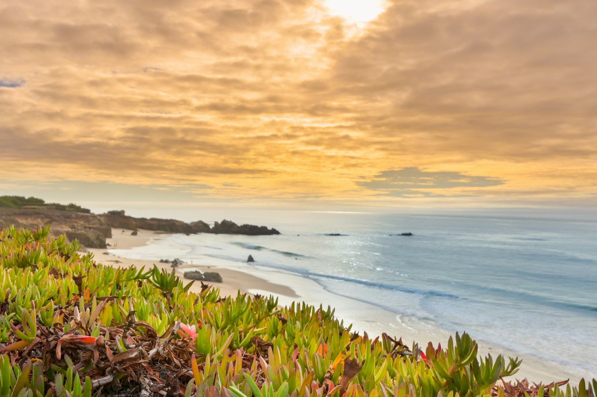 A sunset over a beach with a lot of plants in the foreground