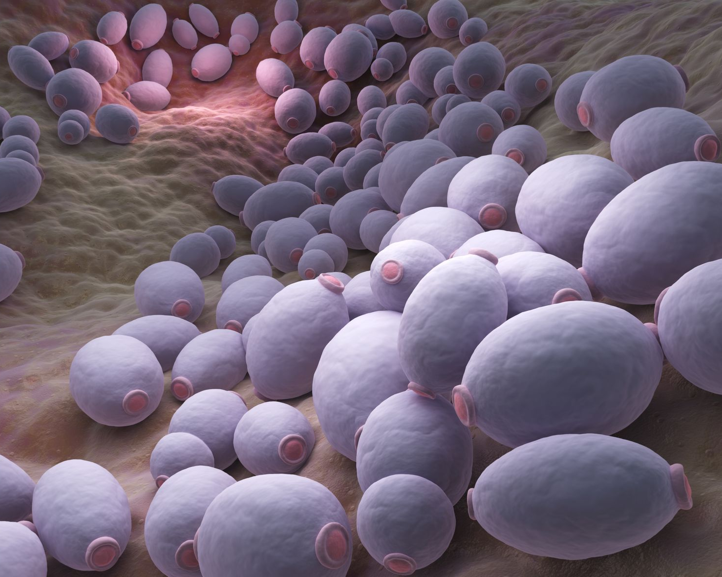 Candida Cleanse Natural Supplements