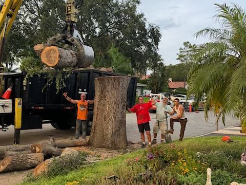 Trees — Seminole, FL — Tree Rangers Tree Service