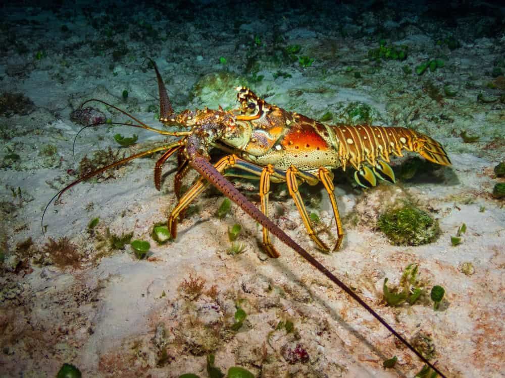 A colorful Caribbean spiny lobster rests on a sandy ocean floor.