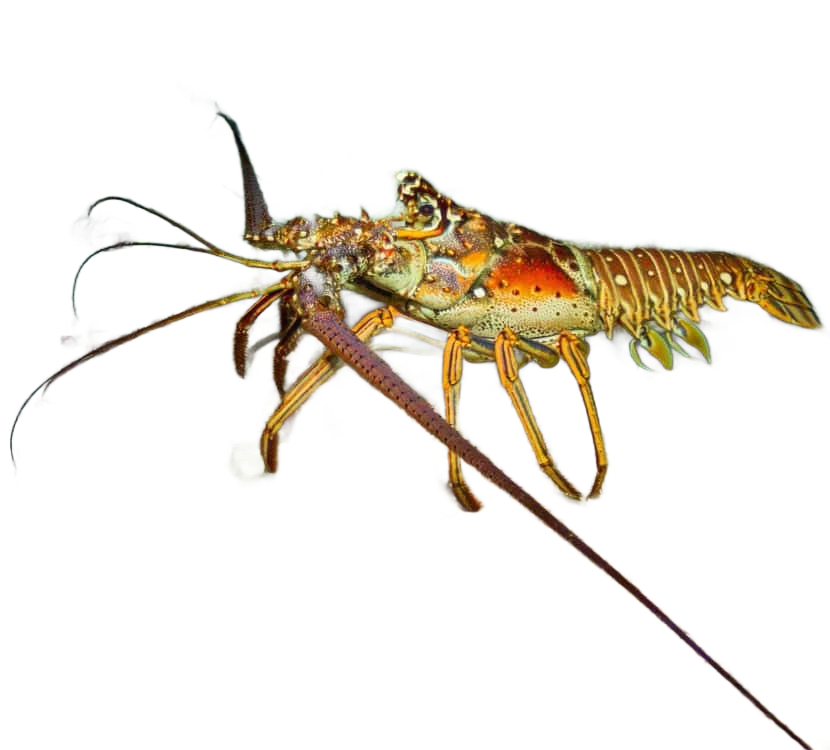 Colorful spiny lobster on sandy ocean floor, with long antennae and multi-colored shell.