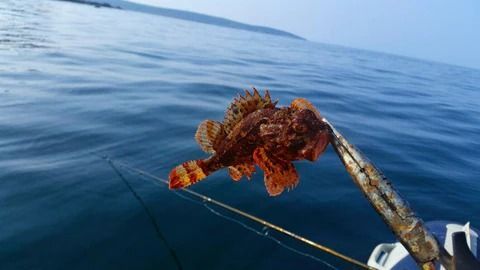 An image of lionfish get caught