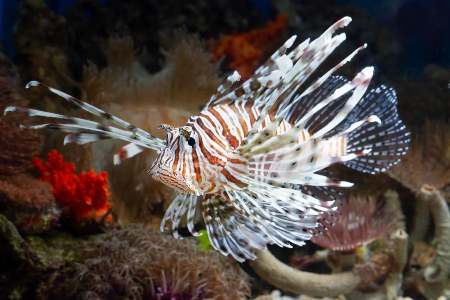 An image of lionfish