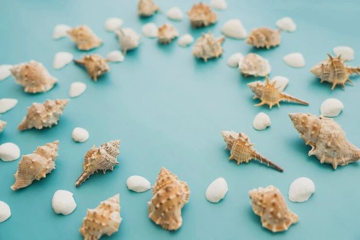 An image of shells in blue background