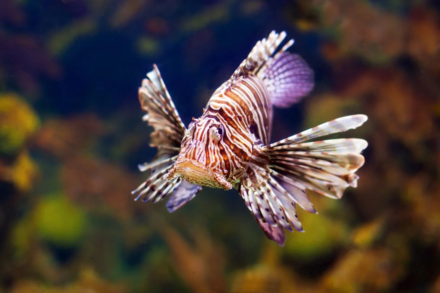 An image of lionfish