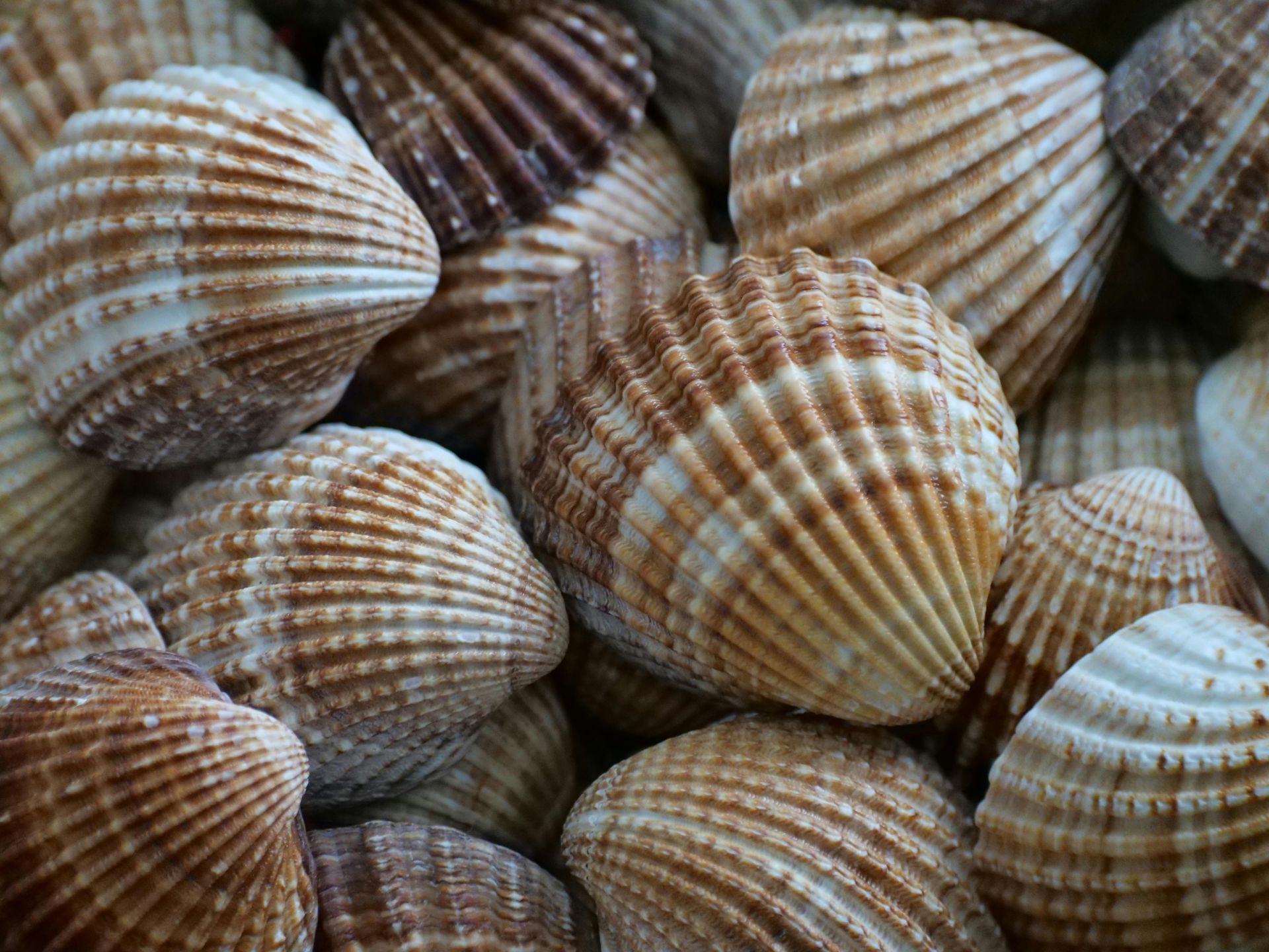Close-up of textured seashells in brown, beige, and white tones piled together