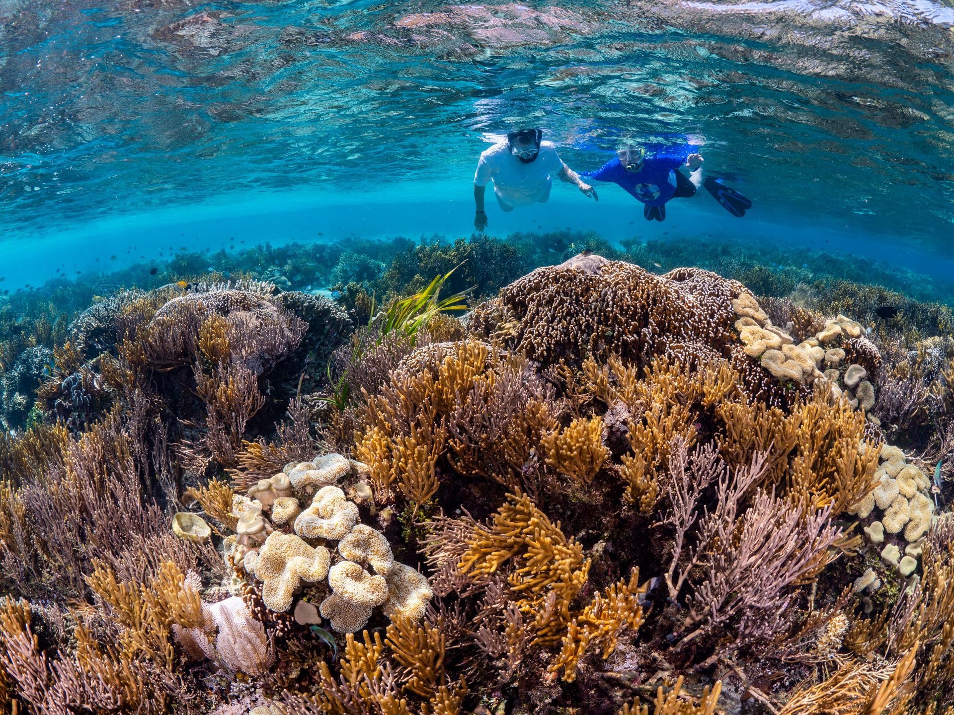 Snorkelers above a vibrant coral reef in clear turquoise water
