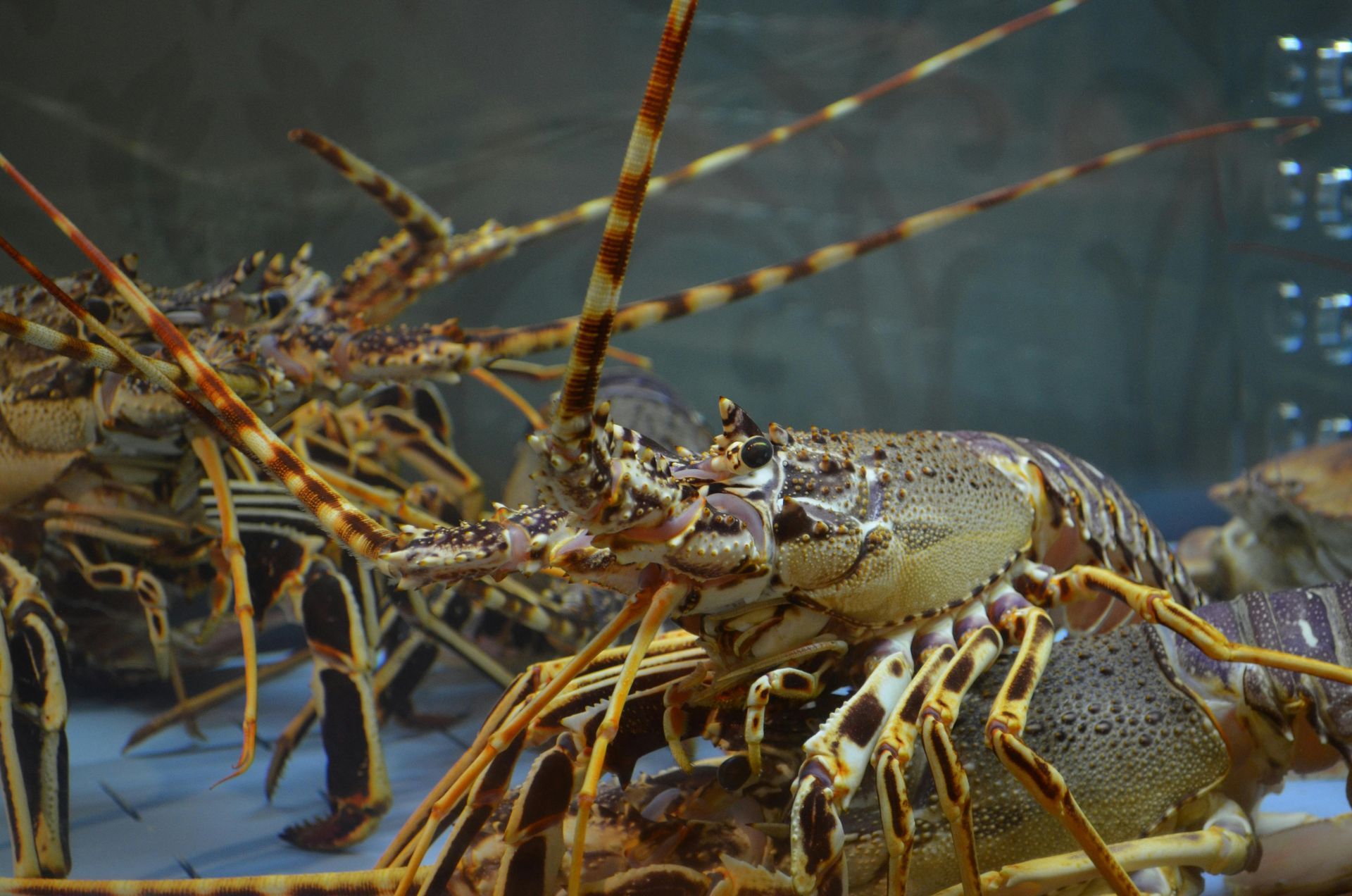 Lobsters in an aquarium. Brown and tan bodies with long antennae; looking at the camera.