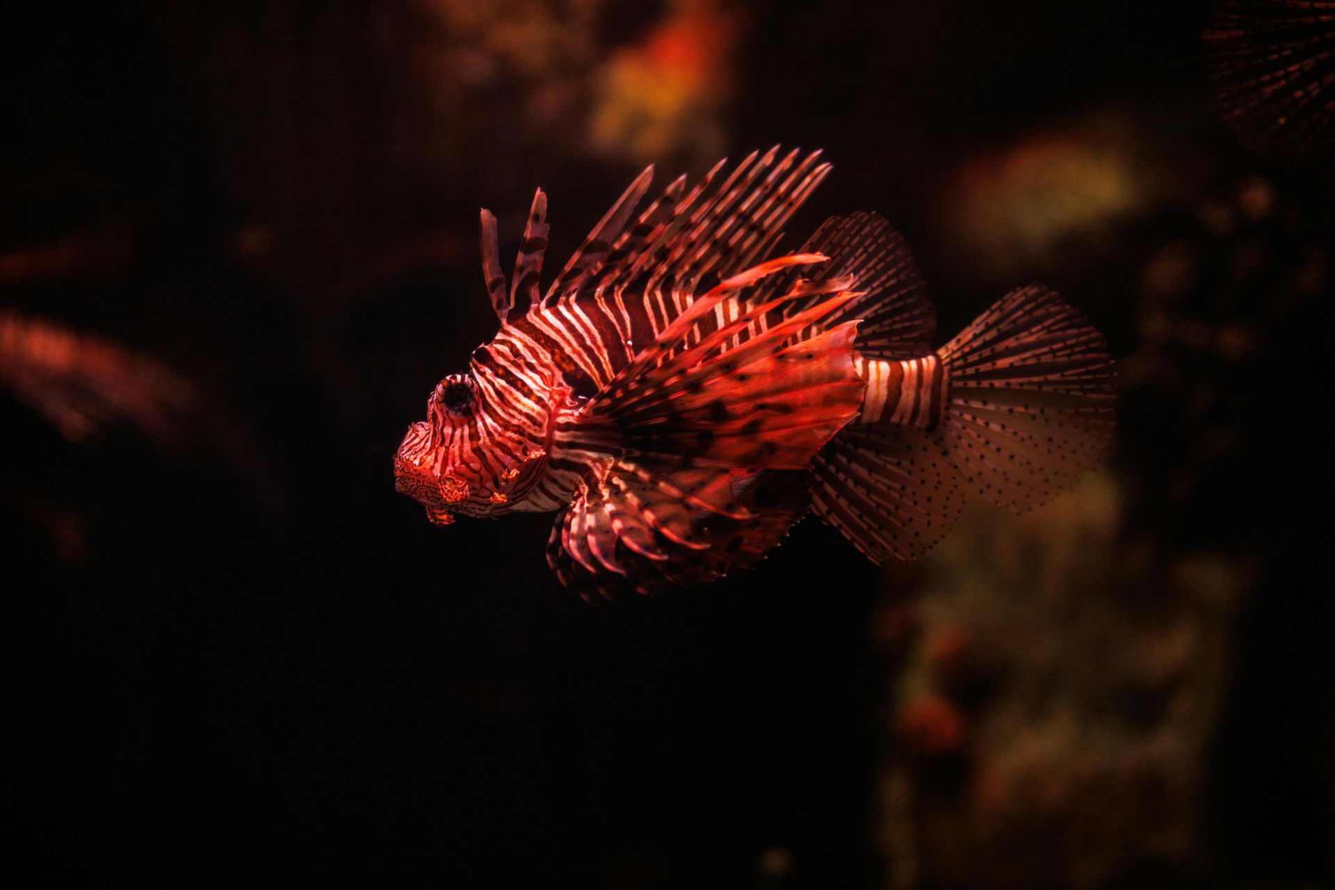 Red and white lionfish swims in dark water, displaying elaborate fin patterns.
