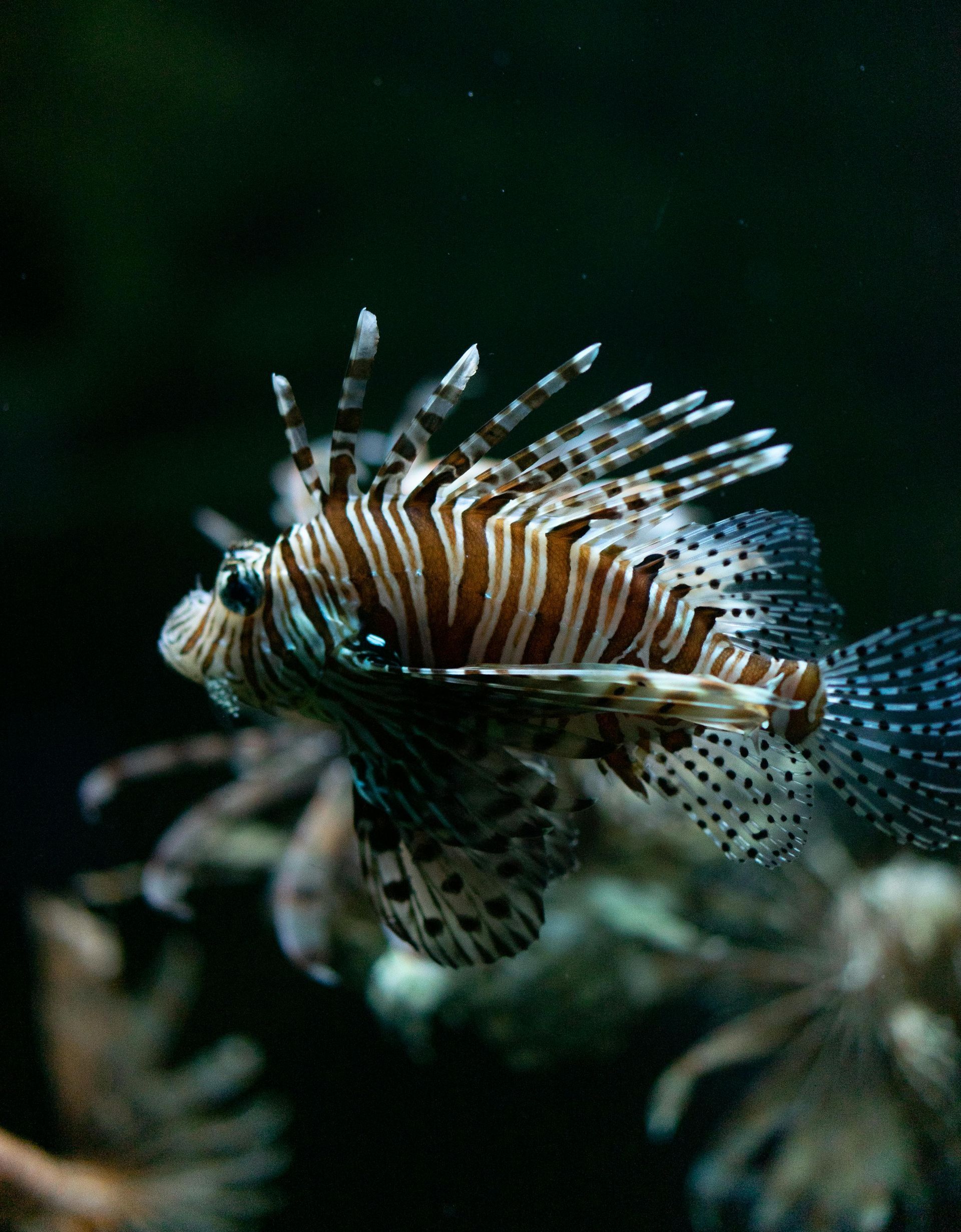Lionfish with brown and white stripes, swimming in dark water.