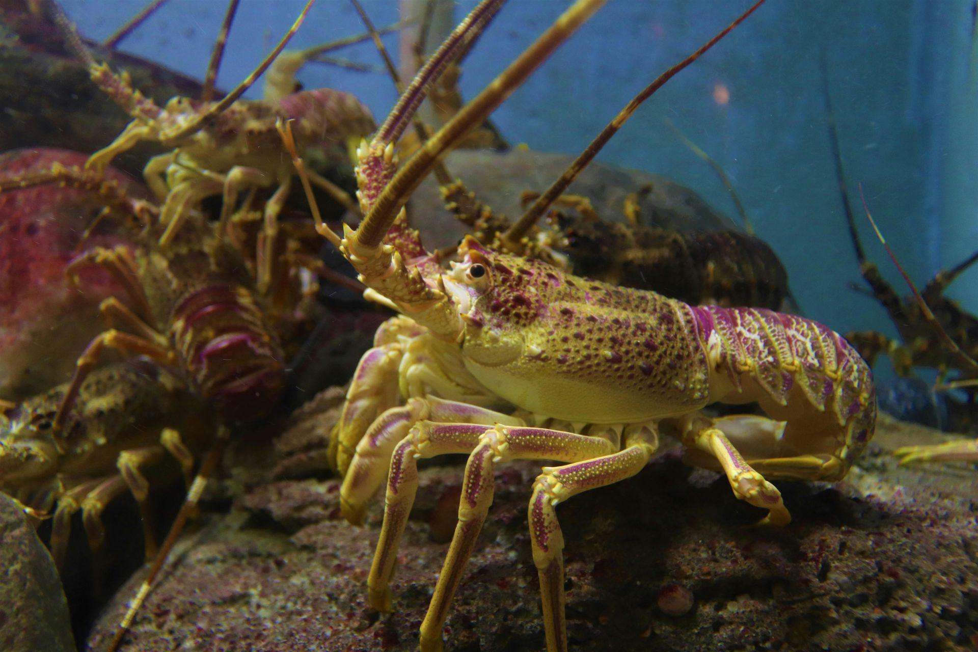 Lobsters in a tank, yellow and purple spotted shells on rocks, antennae extended.