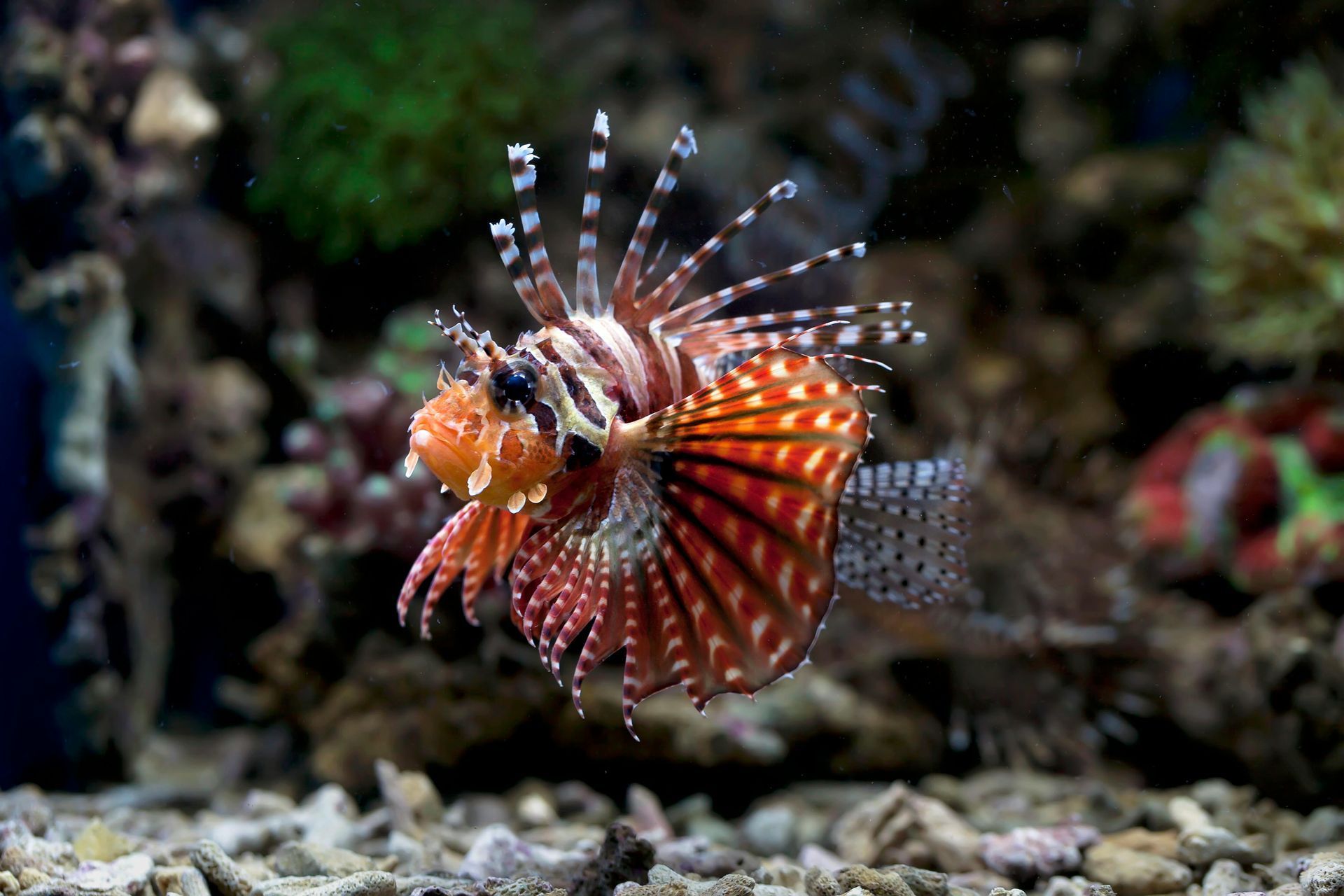 Lionfish with red and white striped fins, swimming near coral.