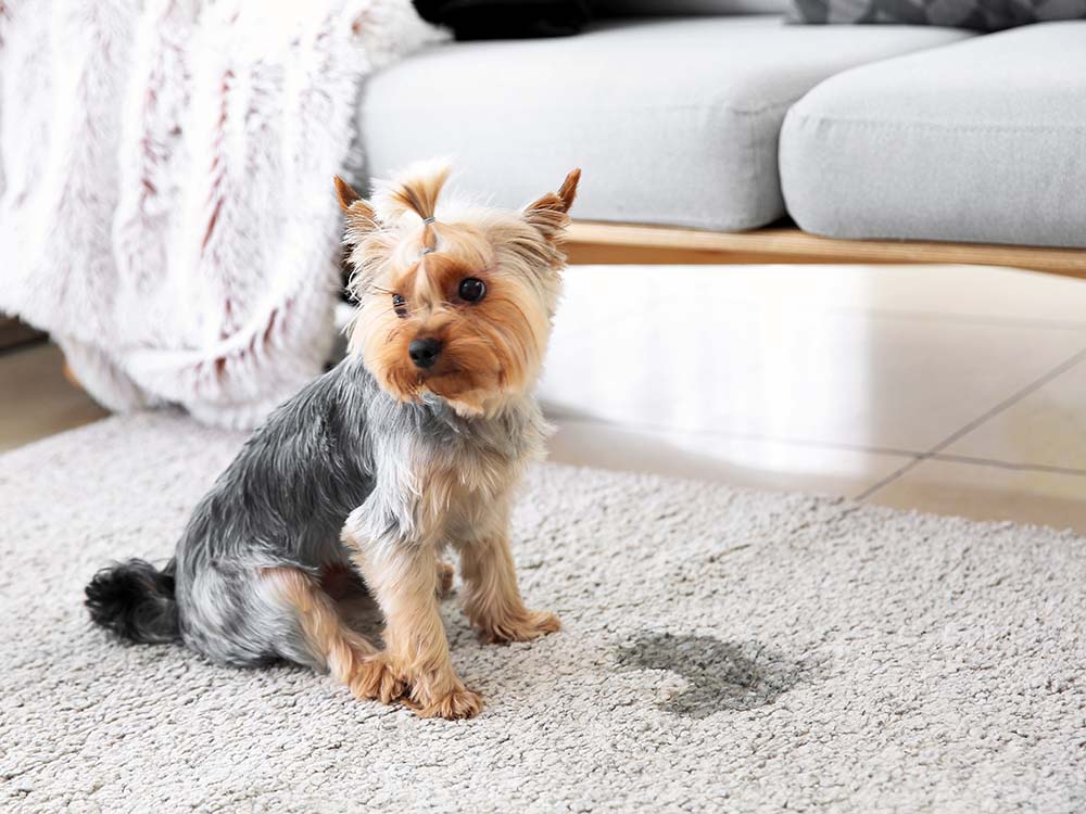 Image of a dog with a mischievous expression standing next to a stained carpet, looking guilty.