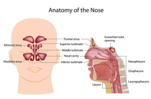 A diagram of the anatomy of the nose and throat.