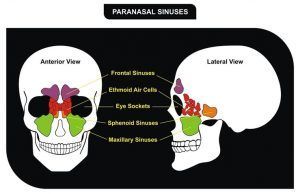 A diagram of the paranasal sinuses of a human skull.