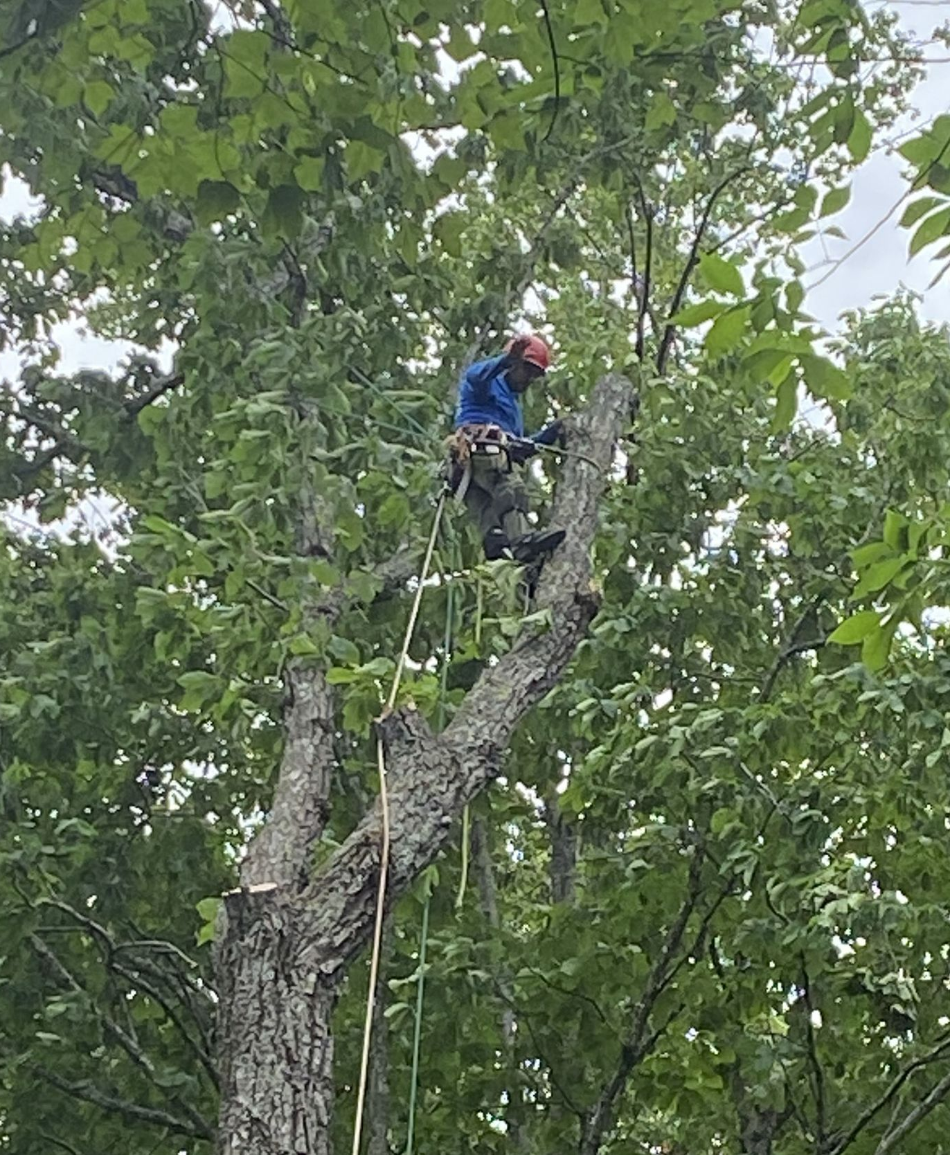 A person’s gloved hand holds a chainsaw, cutting into the trunk of a tree in a wooded area. A person’s gloved hand holds a chainsaw, cutting into the trunk of a tree in a wooded area.