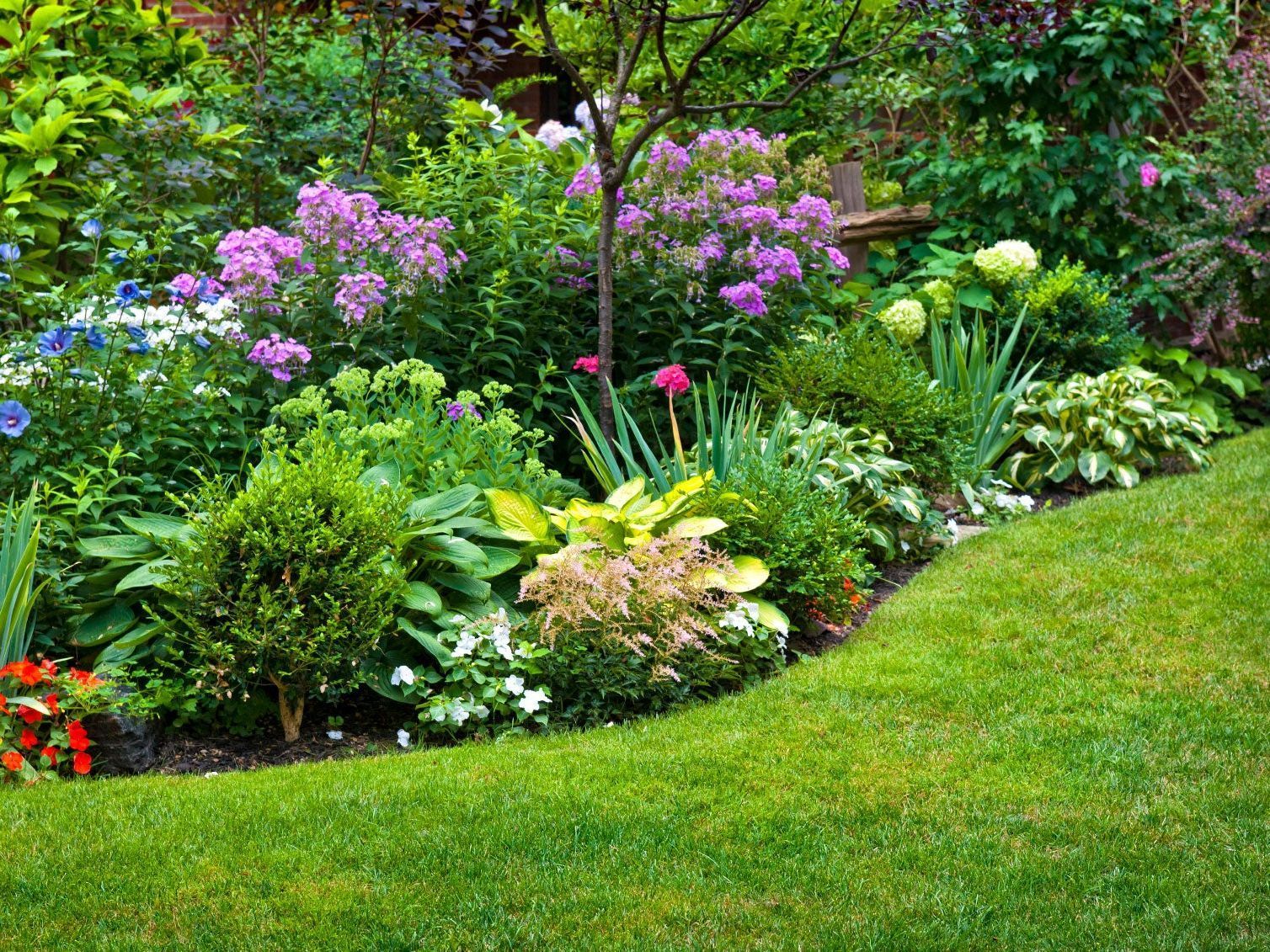 A lush garden border with vibrant purple phlox, green hostas, and yellow-green foliage beside a neatly mown grass lawn.