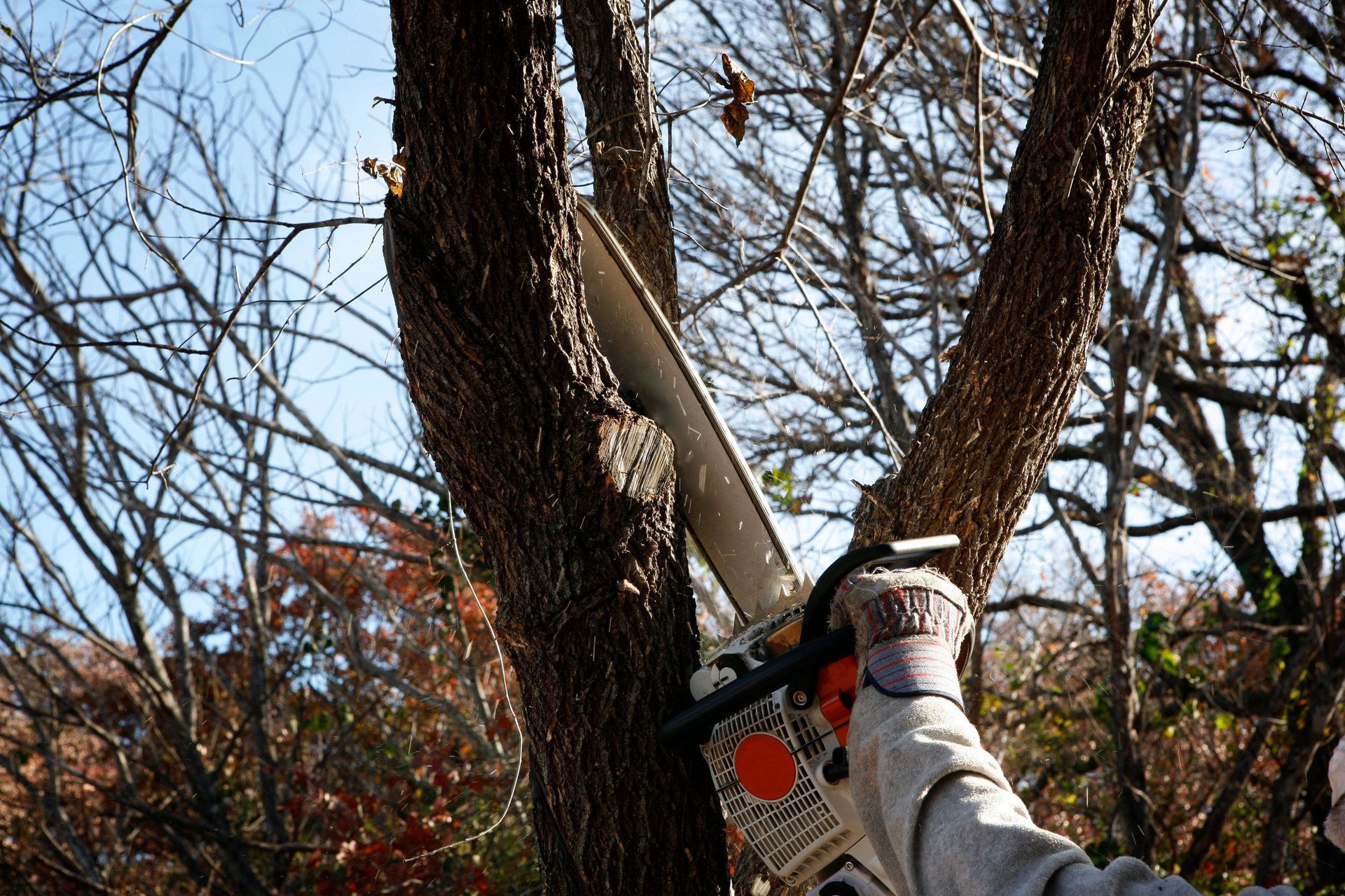 A person’s gloved hand holds a chainsaw, cutting into the trunk of a tree in a wooded area.