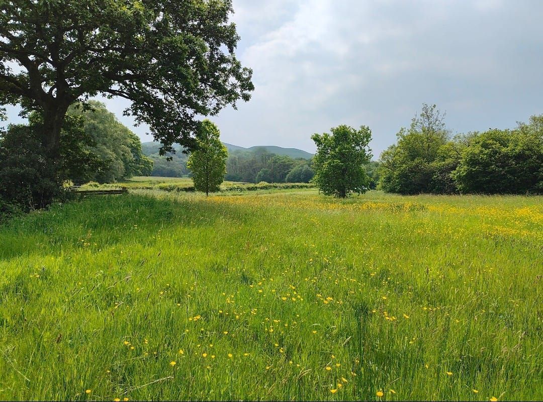 There is a tree in the middle of a field of grass and flowers.