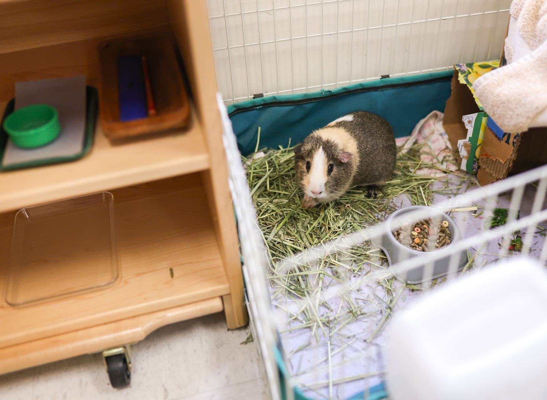 hanster sitting in a cage with hay.