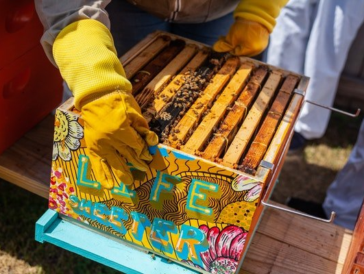 Montessori student working with a beehive
