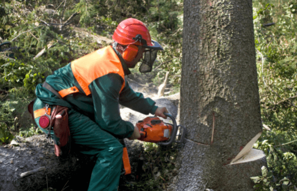 A person wearing protective gear uses a chainsaw to cut a tree trunk outdoors.