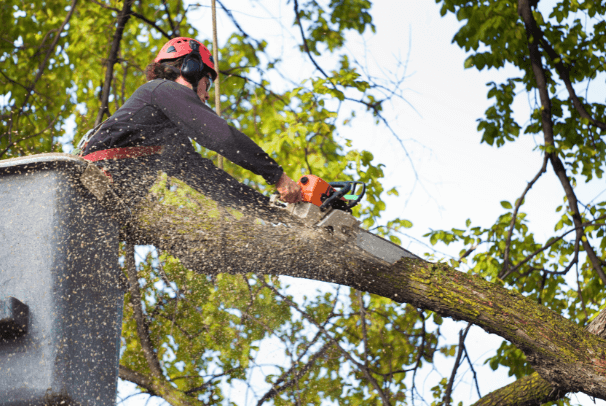 Arborist using a chainsaw to cut a tree branch while in a bucket lift, sawdust flying.