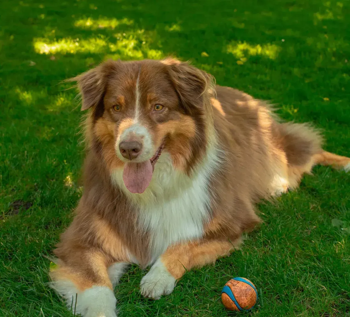 Brown and white dog laying on green grass next to a ball, with a fountain in the background.