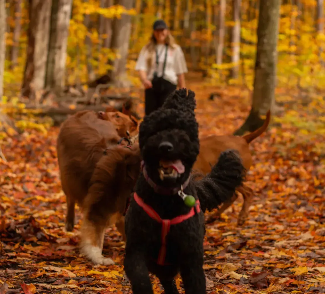 Woman walking dog on fall foliage-covered trail; trees with yellow leaves.