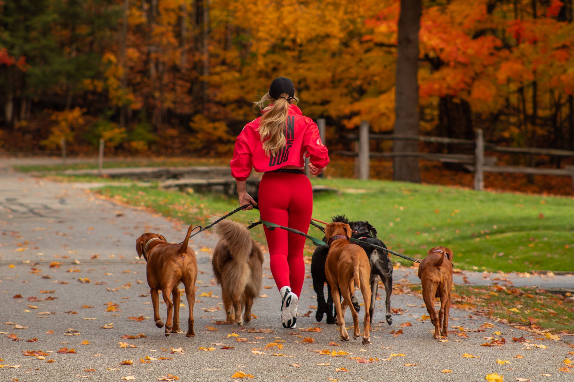 Woman in red outfit walks five dogs on a path; autumn trees in the background.
