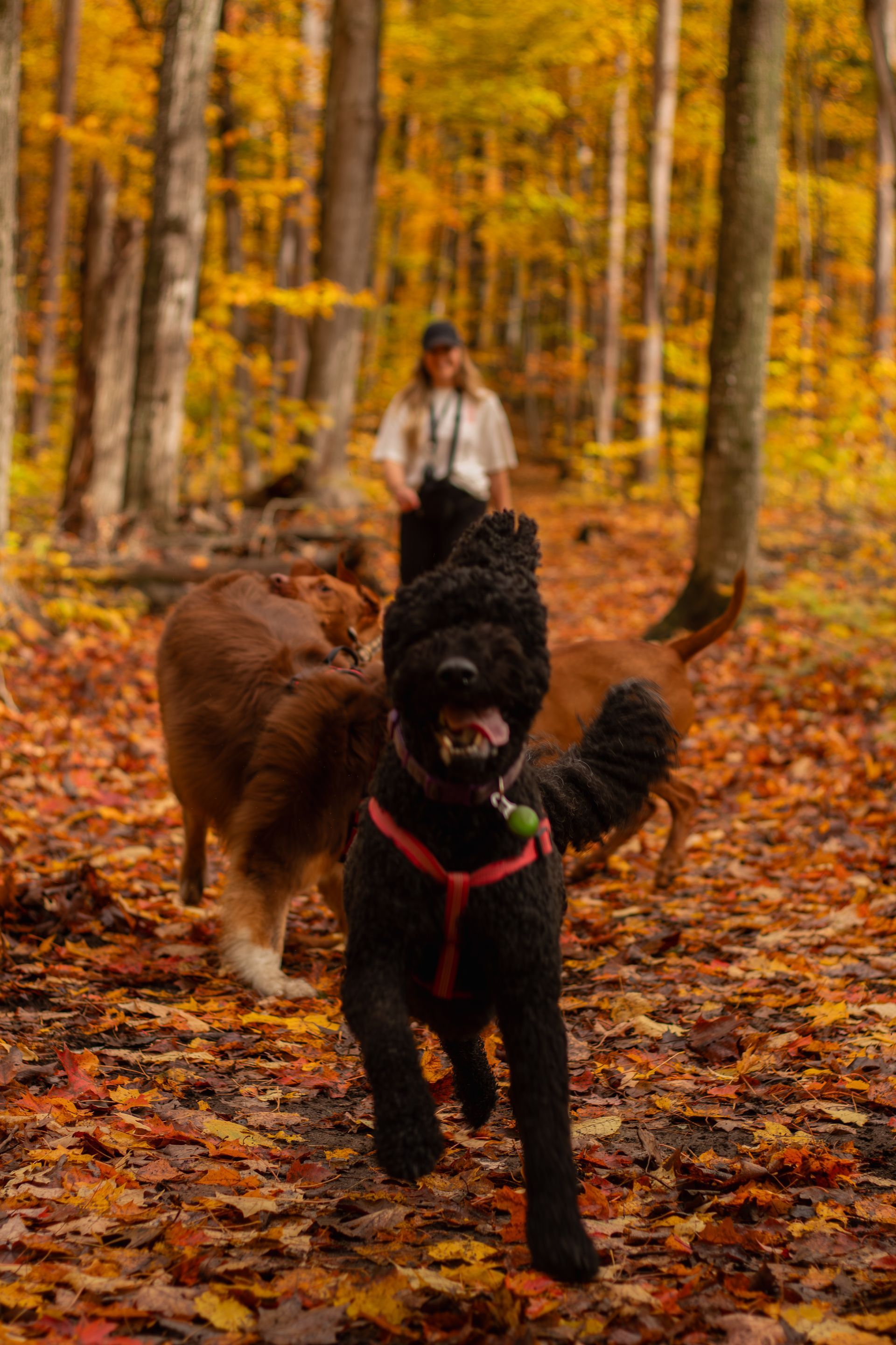 Woman walking dog on fall foliage-covered trail; trees with yellow leaves.